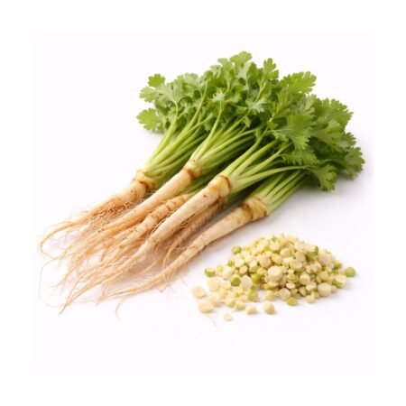 Coriander Root